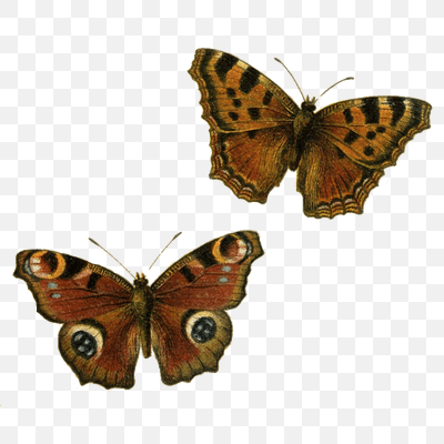 Brown Butterflies