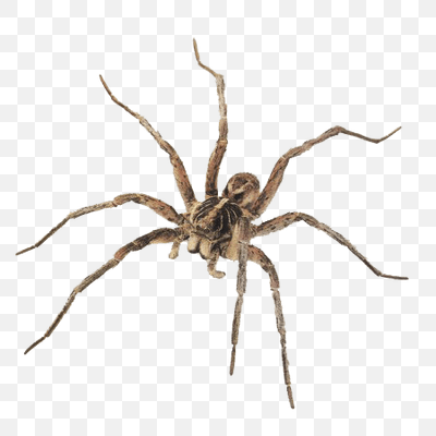 Brown Spider