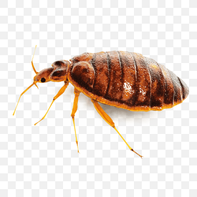 Bug Single