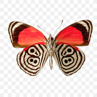 Butterfly Circles