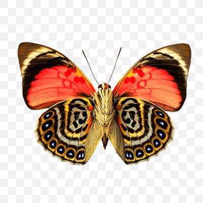 Butterfly Dots