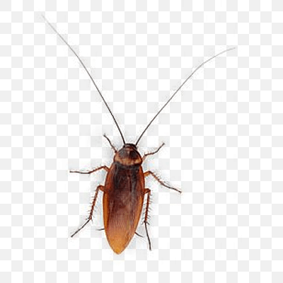 Cockroach Top
