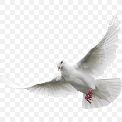 Dove