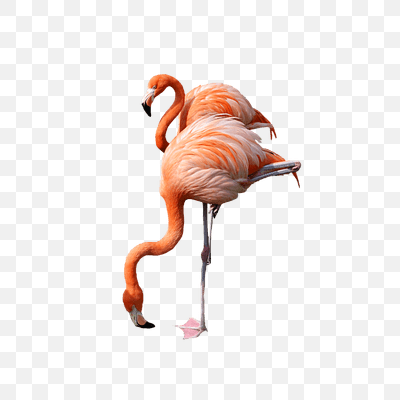 Flamingo Drinking