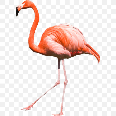 Flamingo Large Side