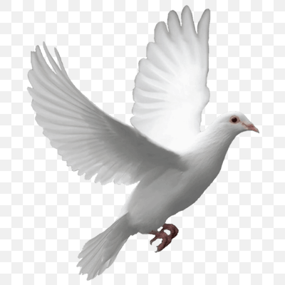 Flying Dove