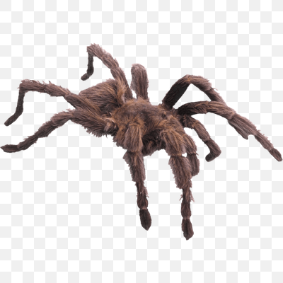 Hairy Brown Spider