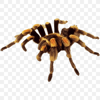 Large Yellow Brown Spider