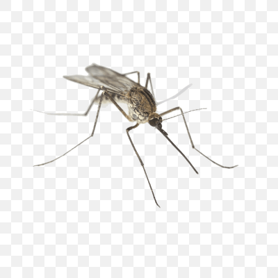 Mosquito Close Up
