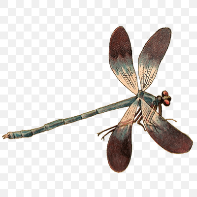 Single Dragonfly