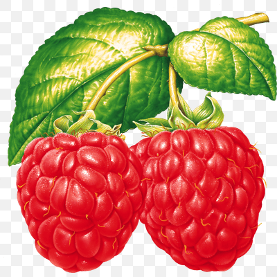 Two Raspberries On Branch
